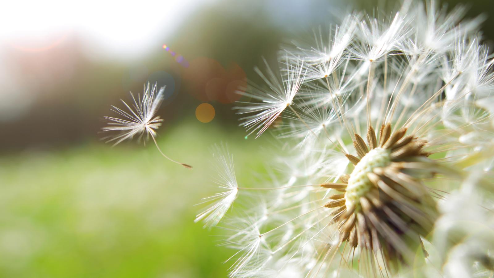 Dandelion specks blow into the wind during spring.