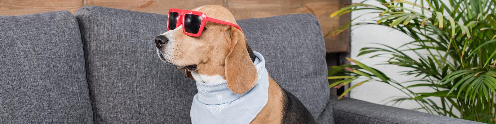 A dog with red shades is sitting on a gray couch.