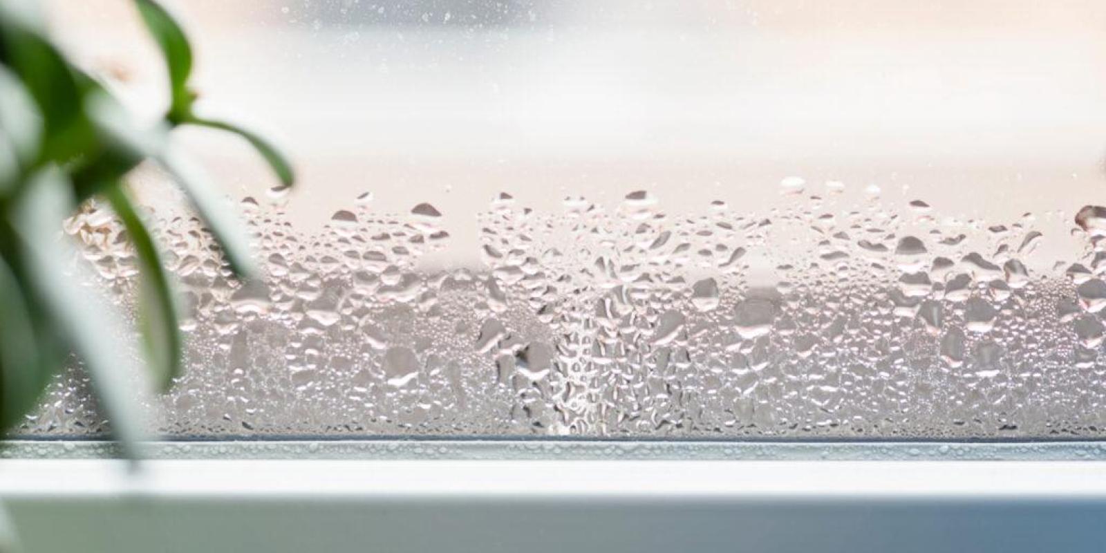 Why You Should Monitor the Humidity Levels in Your Home