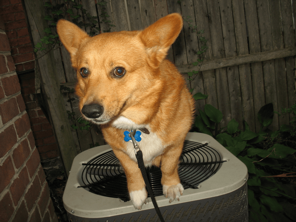 Dog with a blue tag sits on top of an outdoor HVAC unit.