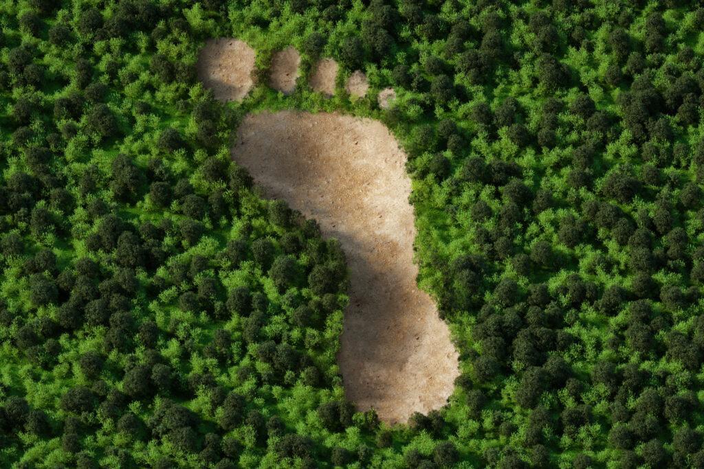 Dirt path forms in the middle of a lush green forest of trees.