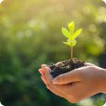 Hands holding a small plant against a green background.