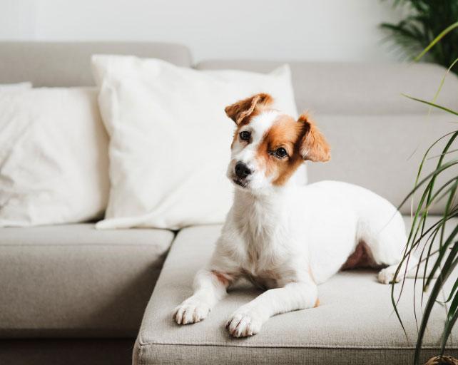 A small short haired white and brown dog is siting on a cream colored couch.