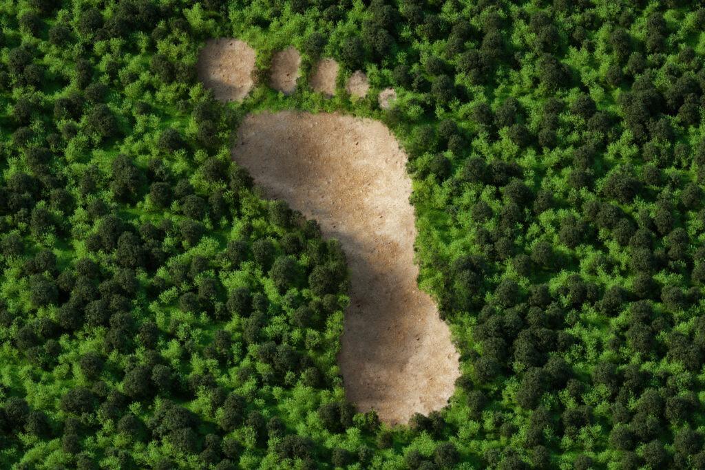 Footprint forms in the middle of a lush green forest of trees.