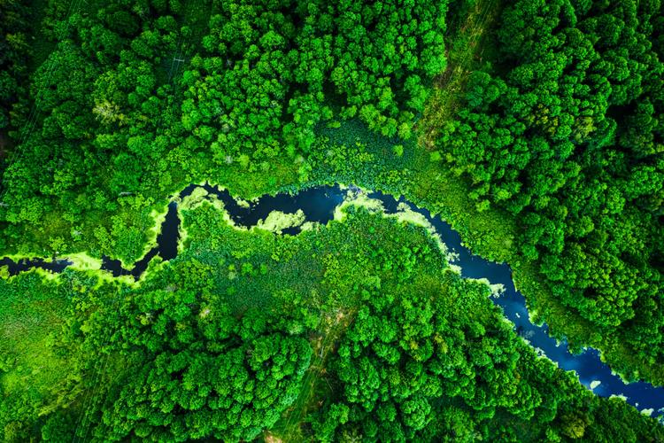 Amazing blooming algae on green river  aerial view