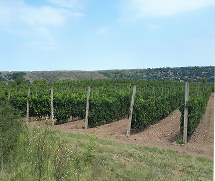 Säkrar vinframställningen på en rumänsk vingård