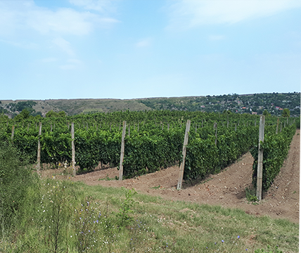 Garantizamos el proceso de elaboración del vino en una bodega de Rumanía