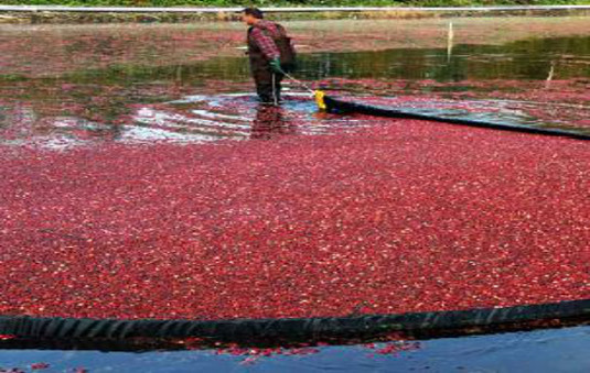 Ocean Spray Cranberries page.JPG