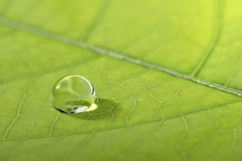 Green_leaf_drop_iStock_000002753536.jpg