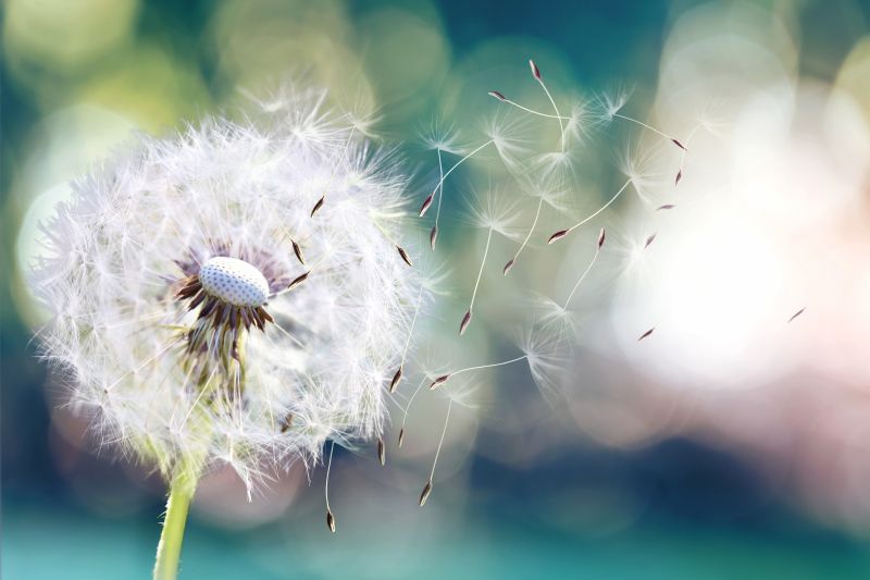 Dandelion_Blowball_iStock-1050132668.jpg