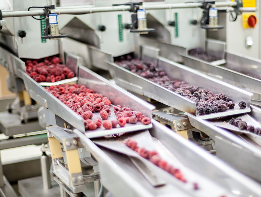 berries on production line