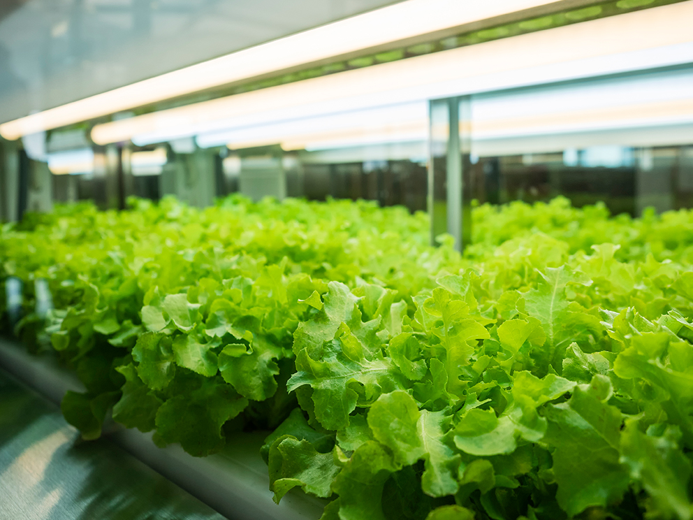 Horizon-Indoor Agriculture_992x744.jpg