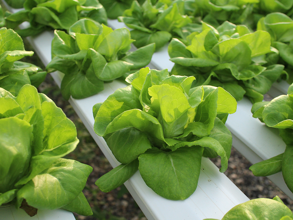 Horizon-Lettuce Crops_992x744.jpg