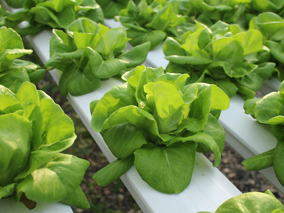 Indoor Agriculture